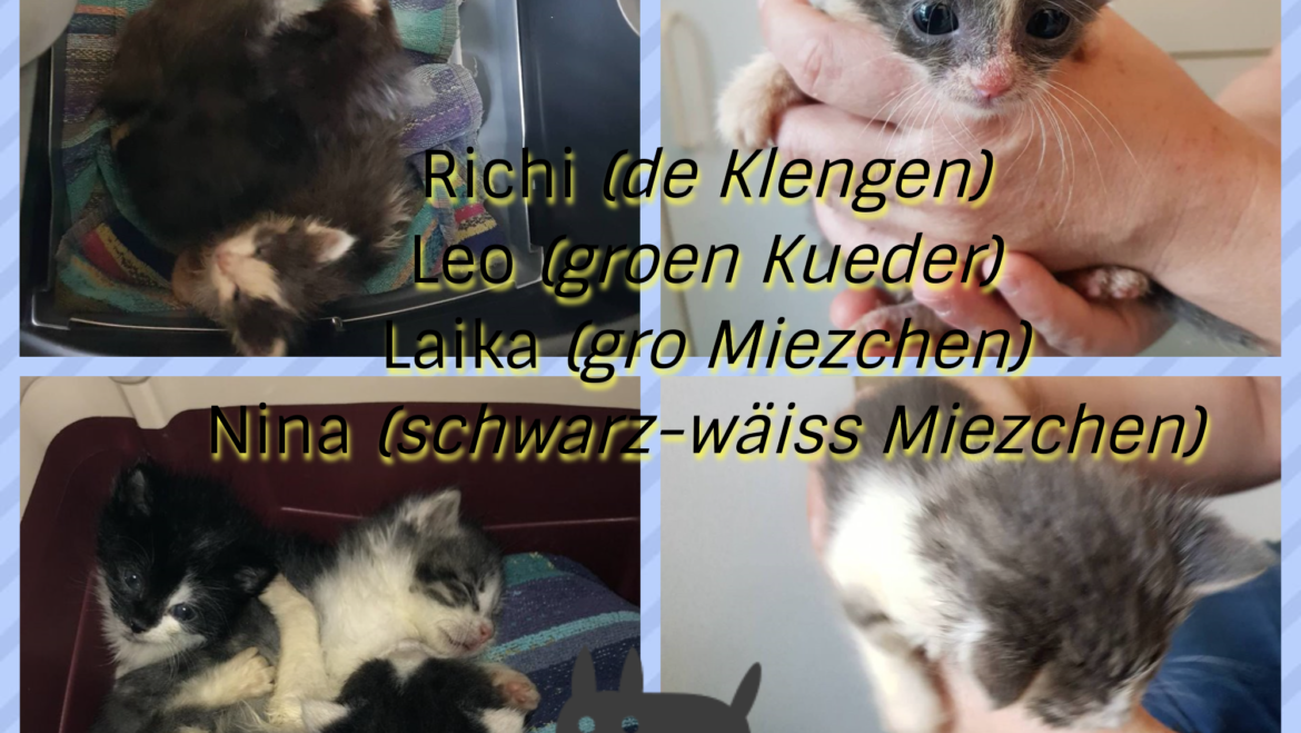 4 Fellecher : Richi, Leo, Laika an Nina