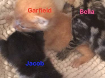 Bella & Garfield /Jacob & Edward