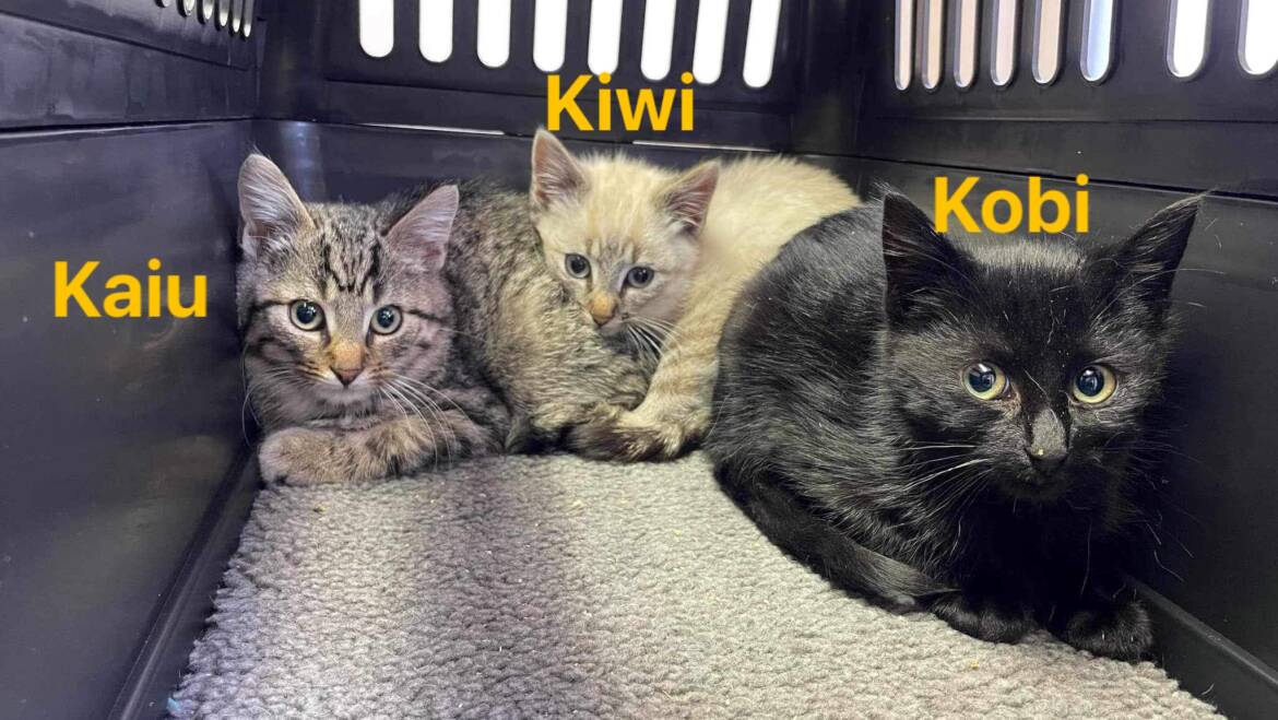 Kaiu, Kiwi & Kobi