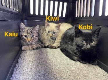 Kaiu, Kiwi & Kobi