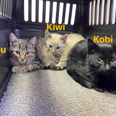 Kaiu, Kiwi & Kobi