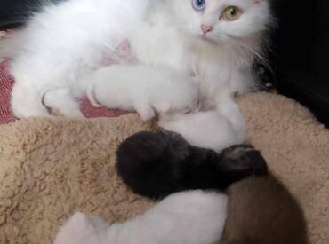 Kazemamma Sunny mat hire Butze Sima, Shadow, Spicey, Snowy & Schoki