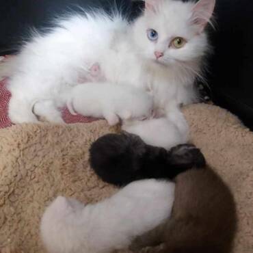 Kazemama Sunny mat hire Butzen Sima, Shadow, Spicey, Snowy & Schoki