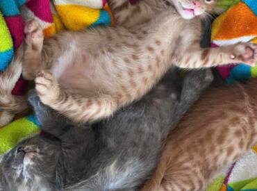 Rocco, Ketchup, Peaches & Zelda