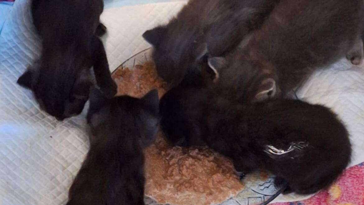 Kazemamma Minny mat hiren 5 Bebeeën Poldi Freddi Monty Shira a Selina