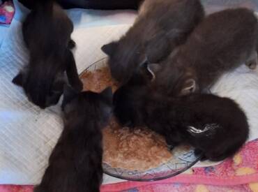 Kazemamma Minny mat hiren 5 Bebeeën Poldi Freddi Monty Shira a Selina