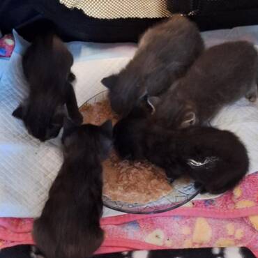 Kazemamma Minny mat hiren 5 Bebeeën Poldi Freddi Monty Shira a Selina