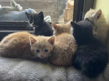 Kazemamm Ronja mat hiren 5 Butze Garfield Ruby Sammy Felix a Ketty