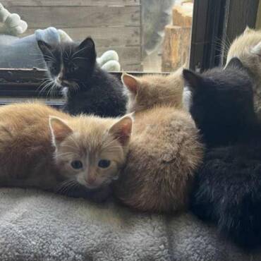 Kazemamm Ronja mat hiren 5 Butze Garfield Ruby Sammy Felix a Ketty
