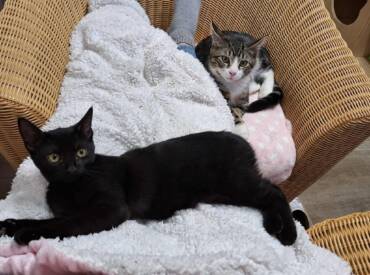 Cappucino (getigert) & Selina (schwarz)