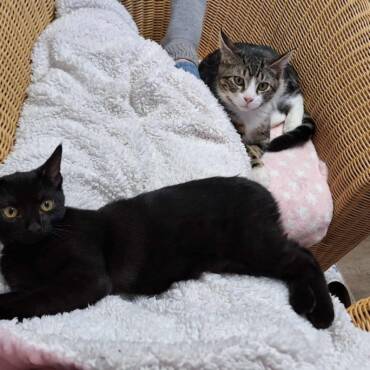 Cappucino (getigert) & Selina (schwarz)