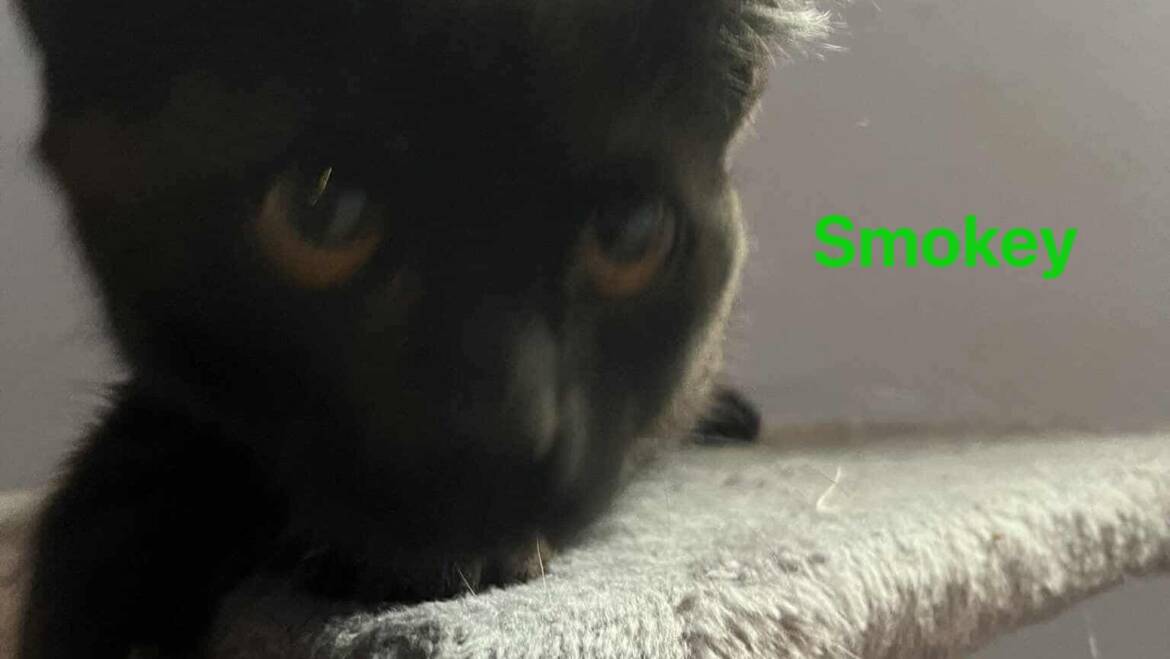 Smokey