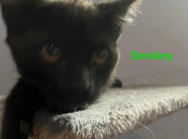 Smokey