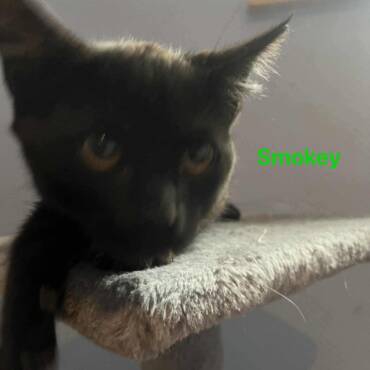 Smokey