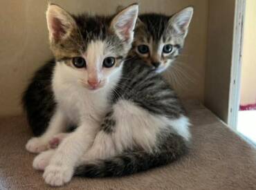 Coconut & Peanut