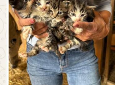 4 Babien