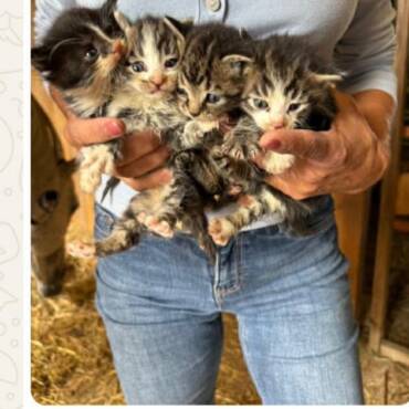 4 Babien
